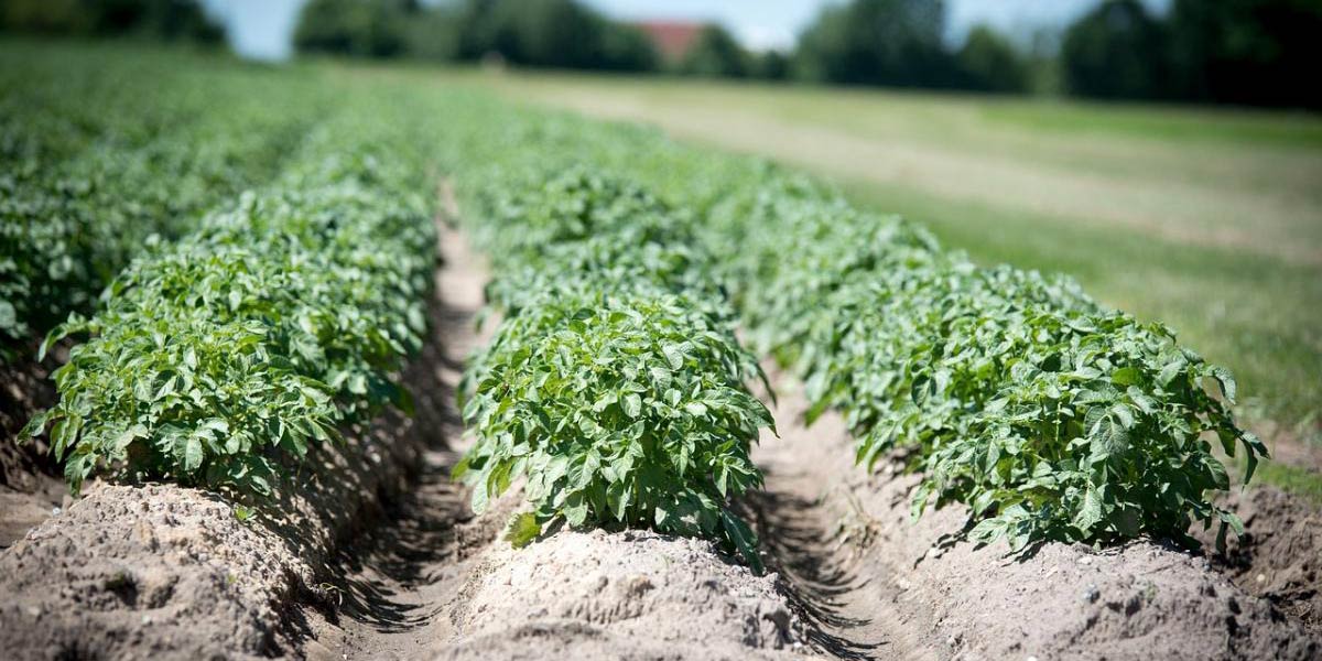 Arriva il via libera UE all'erbicida green